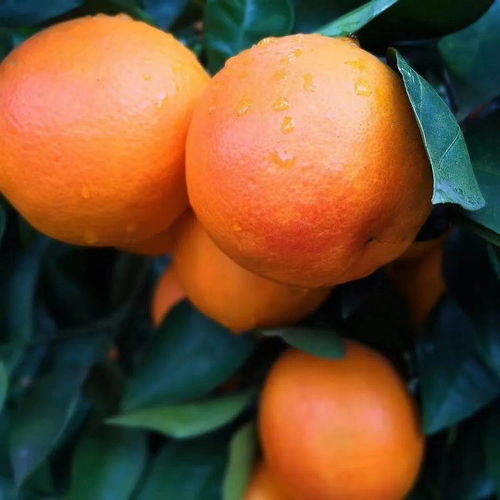 重庆特产传说 529 万州玫瑰香橙 让人无法抗拒的 血色 美味